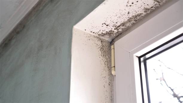 Professional Mold Remediation in Chisholm, ME