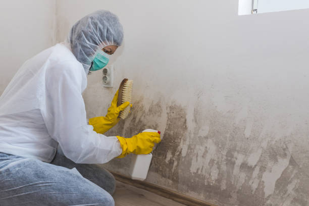 Best Bathroom Mold Remediation in Chisholm, ME