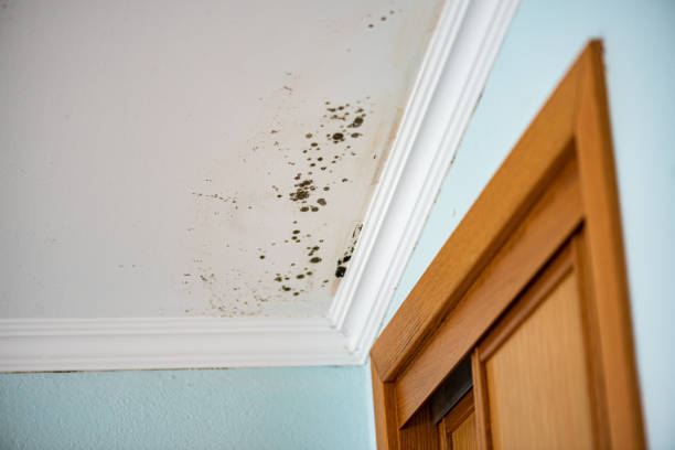 Best Attic Mold Remediation in Chisholm, ME