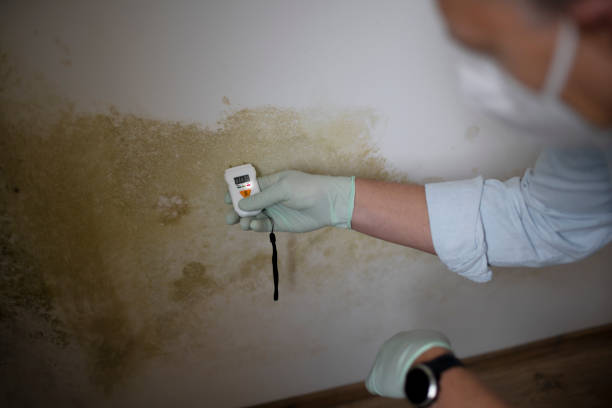 Best Residential Mold Remediation in Chisholm, ME