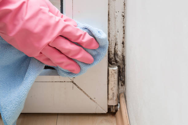 Best Attic Mold Remediation in Chisholm, ME
