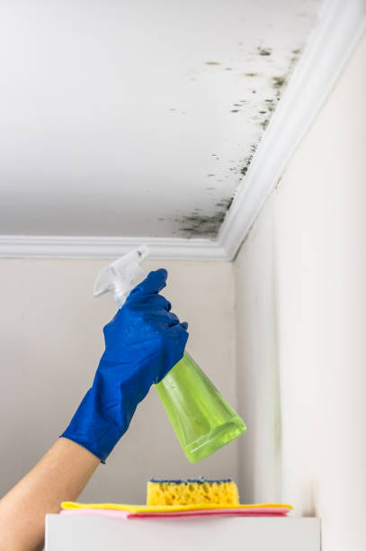Best Post-Flood Mold Remediation in Chisholm, ME