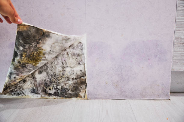 Best Basement Mold Remediation in Chisholm, ME
